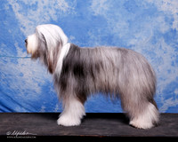 Bearded Collie Portraits