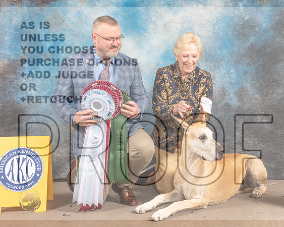 Great Dane #10 Fri BVBOHSB Judge Jason Hoke-MMJ_6970-FW2022-HR3