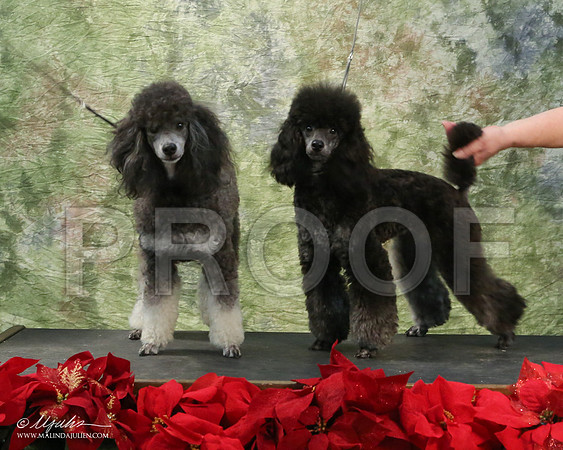 PoodMin-5419-LR