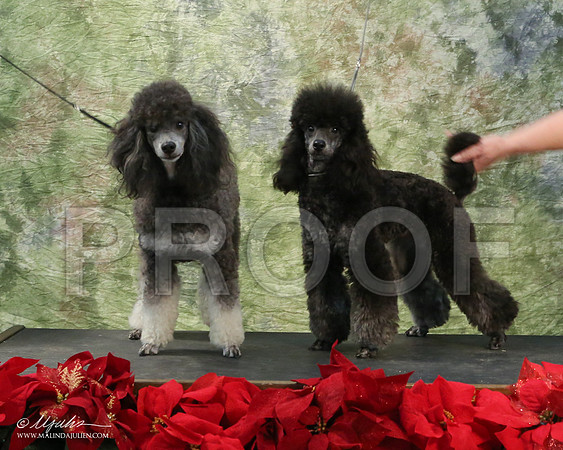 PoodMin-5421-LR