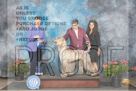 Afghan Hound #17 Sun WDBOWM Judge Christie Martinez__JP_6185_San Antonio_2024_HR3