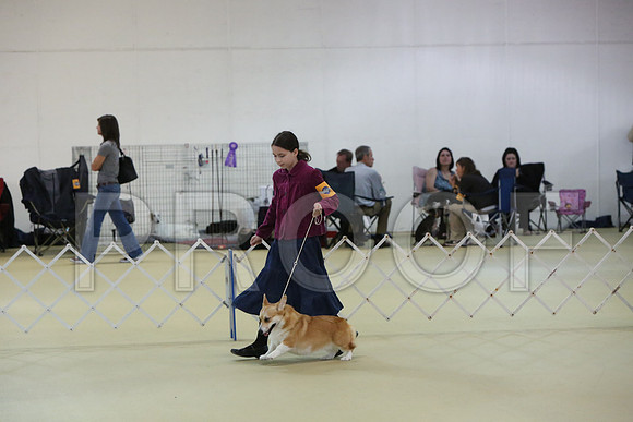 CorgPW-5868