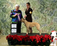 American Pitt Bull Terrier Sun S2 Reserve Best in Altered Show Mandie Martine Judge: I Fertz LR Hutto Dec 2012