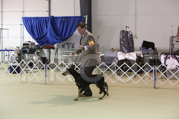 BISpup-9757-LR
