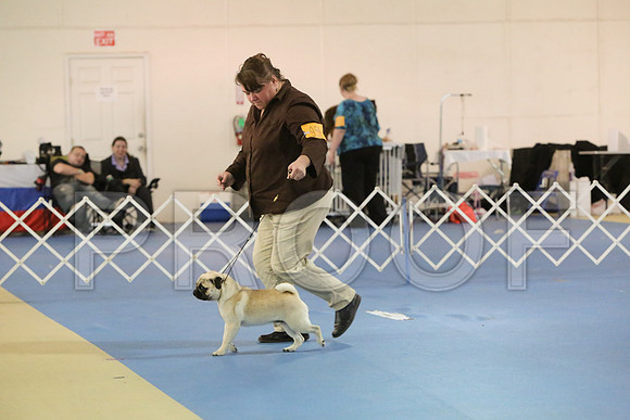 Pug-8697-LR