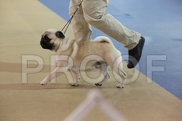 Pug-8706-LR
