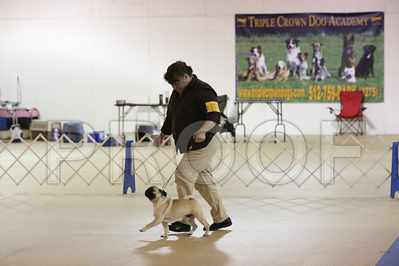 Pug-0190-LR