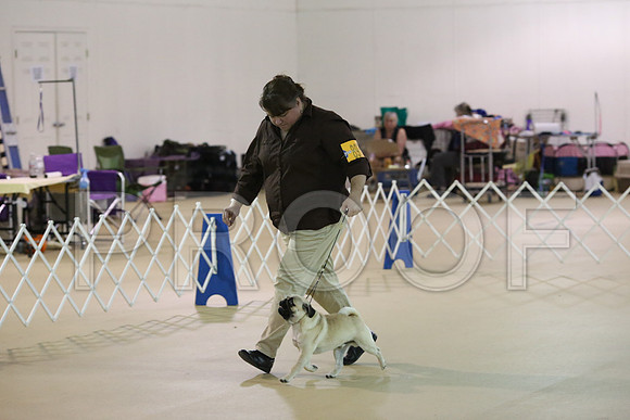 Pug-0199-LR