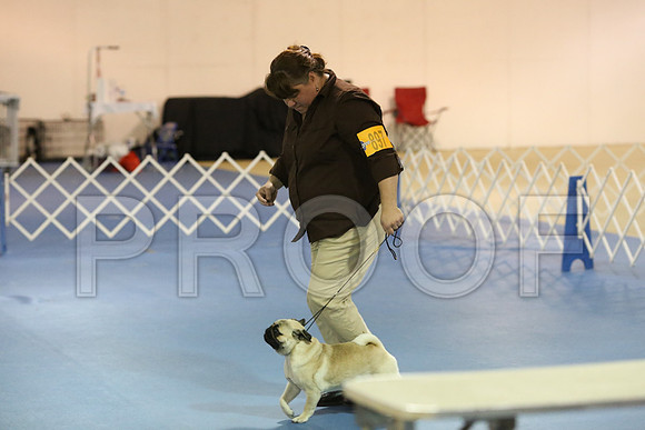 Pug-0202-LR