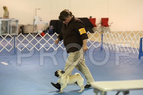 Pug-0203-LR