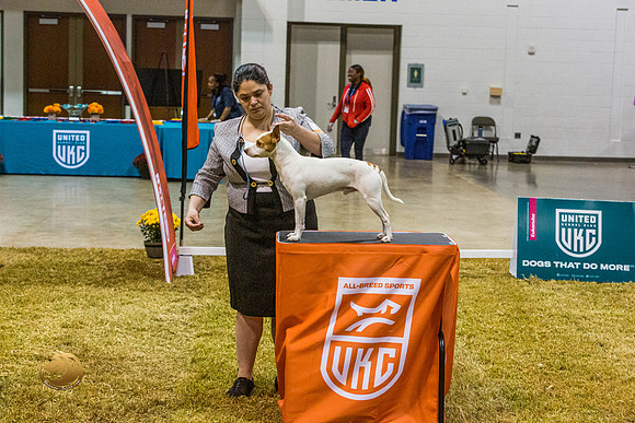 American Hairless Terrier #110 SatJJL_2584_Shreveport_2022_HR3