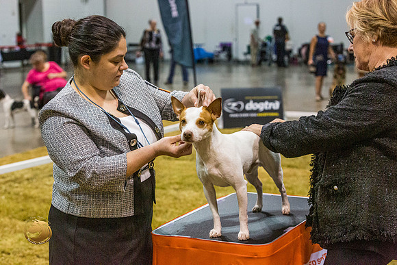 American Hairless Terrier #110 SatJJL_2599_Shreveport_2022_HR3