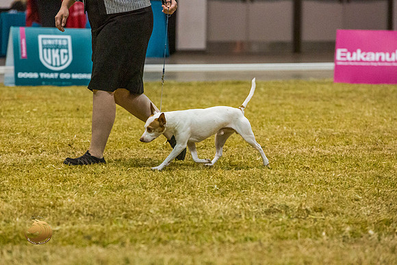 American Hairless Terrier #110 SatJJL_2603_Shreveport_2022_HR3