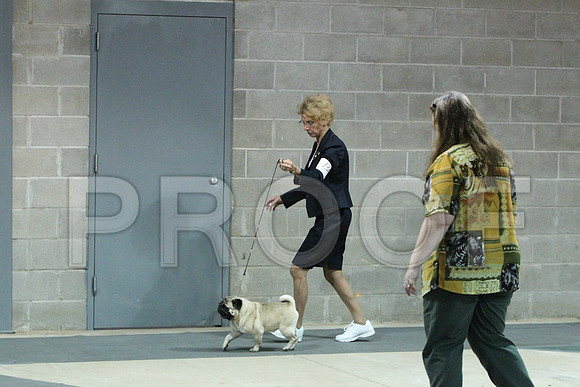 pugCCL_2359LR
