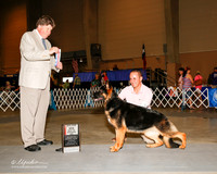 German Shepherd dog #30 Thurs Maj BOS Gomez Miguel R Gomez Carlos Arguimbau Oscar Reyna Judge Charles L Olvis