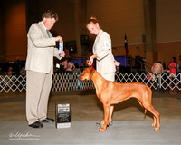 Rhodesian Ridgeback #18 Thurs NC BOW Rash Kate and Shawna Chastain Judge Charles L Olvis