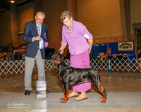 Rottweiler #6 Thurs BOW McCaddon Marsha and Lew Olson Judge Stephen J Hubbell