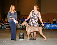 Weimaraner #6 Thurs BOW Little Josh and Elena and Cindy James Moore Judge Helen Dorrance