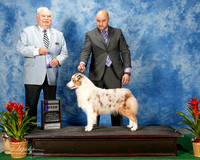 Australian Shepherd #8 Thurs WB Green Sherry Judge Robert R White