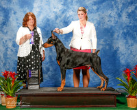 Doberman Pinscher #37 Thurs WD Judge Elizabeth Muthard