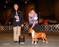 American staffordshire Terrier #22 Thurs BOS Commisso Giuseppe C Agent Blair A Aguillard Judge Robert J Shreve