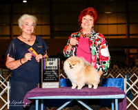 Pomeranian #5 Thurs BOB Scrimpsher Caryl Fennell and A Todd Scrimpsher Judge Ruth H Zimmerman