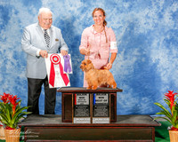 Norfolk Terrier #10 Thurs BOS BOW Wise Nancy Ann and Larry Hottot Judge James R White