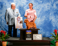 Norfolk Terrier #9 Thurs BOB Pelletier Lori Agent Toxanne Sutton Judge James R White