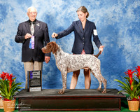 German Shorthaired Pointer #17 Thurs Maj WD Corcoran Kelli and Ashley Dodd and Nancy Ward Judge Robert J Shreve
