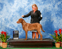 Chesapeake Bay Retriever #7 Thurs Maj BOS Tammy Dannis and Craig Dennis Agent Tammy Dennis