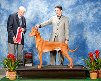 Pharaoh Hound #7 Thurs G2 Mosing Jennifer and Jenny Hall and Joakim Gustafsson Agent Brian Livingston Judge Judge James R White