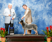 Australian Cattle Dog #5 Thus BOW Romero Armando Amaya Judge James White