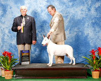 Bull Terrier White #6 Thurs BOB Lucatero Ildefonso Judge Robert Shreve