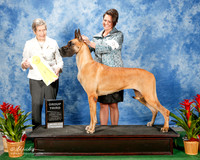 Great Dane #10 Thurs G3 Moore Sonya L and J David Agent Terri Galle Judge Christina Hubbell