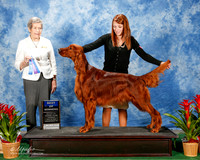 Irish Setter #5 Thurs BOW Lamphier Mary C and Jamie Judge Christina Hubbell