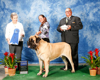 Mastiff #11 Thurs G1 Watson Laura and Pamela F Winter Judge Christina Hubbell