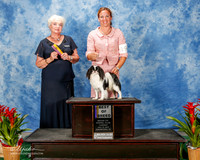Japanese Chin #19 Thurs BOB Mauckn Marilyn Mauck and Jane Martenson Agent Roxanne Sutton Judge Ruth Zimmerman
