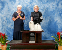 Maltese #5 Thurs NGC Mackenzie Kimberly and Tony Agent Tara Martine Towell Judge Ruth Zimmerman