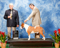 Bull Terrier #5 Thur BOV Laszlo Kovac Judge Robert J Shreve