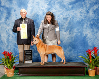 Australian Cattle Dog #6 Thurs G3 Lewis Jan m Kim R Broster Robin McCall Ruby Sisk Agent Colette Livingston Judge Robert J Shreve