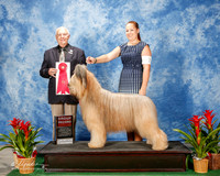 Briard #7 Thurs G2 Klang Gina and KayCee Judge Robert J Shreve