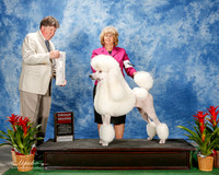 Poodle Standard #12 Thurs G4 Hughes Linda and Wendy Penn Agent Elizabeth Brown Judge Charles Olvis
