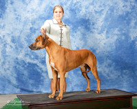 Rhodesian Ridgeback #? Fri Custom