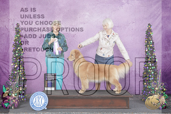 Golden Retriever #32 Fri RWB Judge Sulie Greensdale Pavenza-_WP_5086e_Alexandria LA 2026-HR3