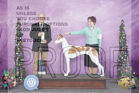 Ibizan Hound #6 Sat OHG2 Judge John Constantine Amodei-_WP_5527e_Alexandria LA 2026-HR3
