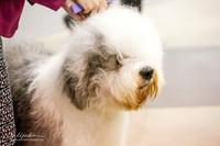 Old English Sheepdog #5 Fri Ring