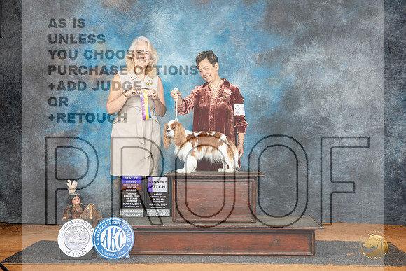Cavalier King Charles Spaniel #8 Sun BOB Judge Pamela Wilson__JP_8498_MARSHALL_2024_HR3