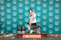 Miniature American Shepherd #421 BOB G3 Judge Kevin Carroll