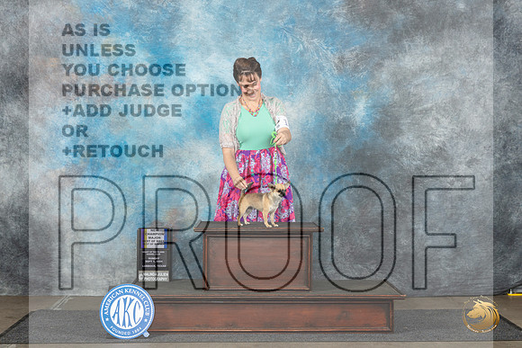 Chihuahua Smooth #14 Sun BOBBOWWDCHM Judge June Penta__JP_3906_Lubbock_2024_HR3