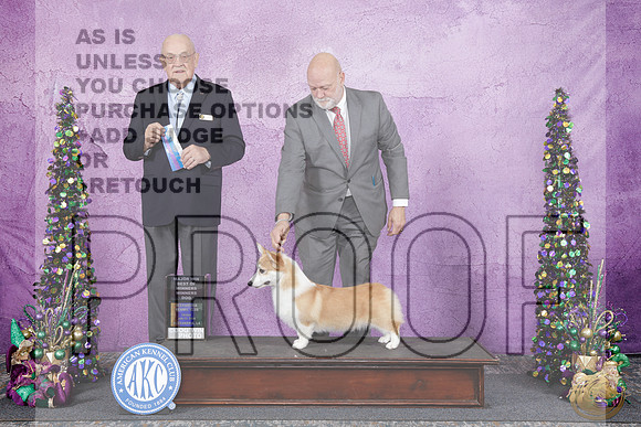 Pembroke Welsh Corgi #27 Fri WD BOW M Judge Joe PurkhiserPembroke Welsh Corgi #27 Fri WD BOW M Judge Joe Purkhiser_WP_5065e-Alexandria LA 2026-HR3